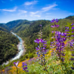 Stevens Trail Wildflowers-605849c2