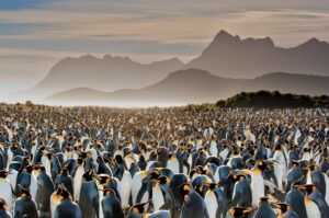 013_national_geographic_rarely_seen_p48-49_017519-sm-83f505ee